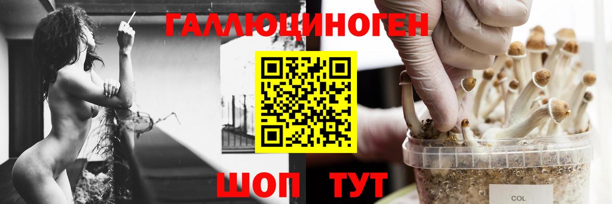 Кулебаки  Галлюциногенные грибы Psilocybine cubensis  Вход с VPN 